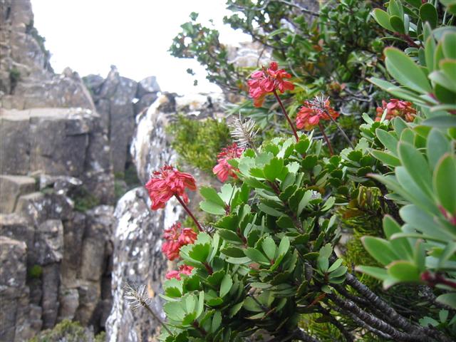 Alpine bloom at The Notch