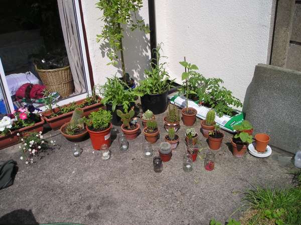 The Cacti Forest