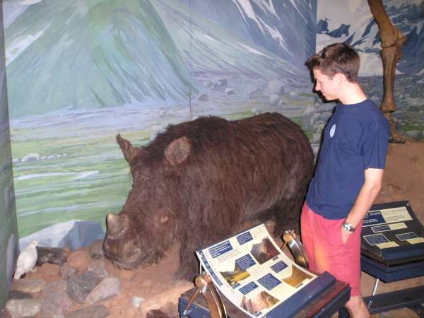 Got investigated by a wooly rhino