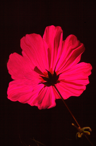 backlit