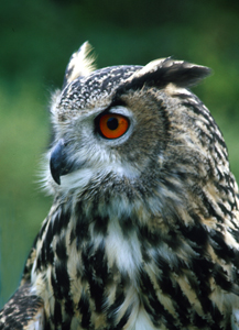 owl