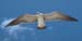 soaring