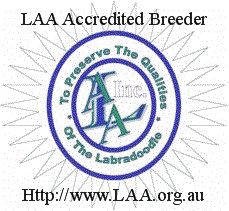 Cloud Catcher Labradoodles
is a Labradoodle Breeder Accredited by the
Labradoodle Association of Australia