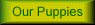 About our Puppies