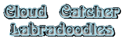 Cloud Catcher Labradoodles