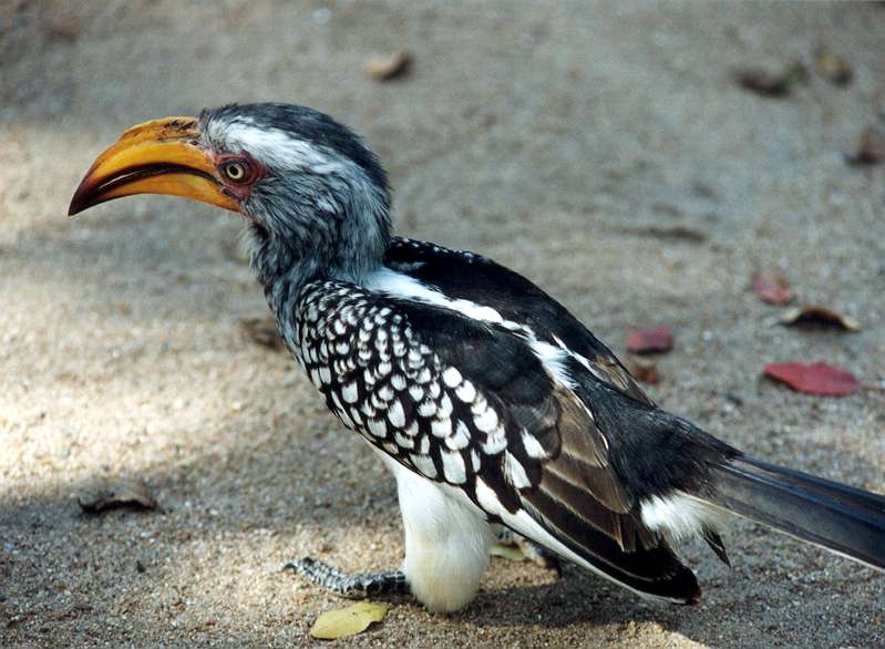Hornbill 800 pix.jpg (64896 bytes)
