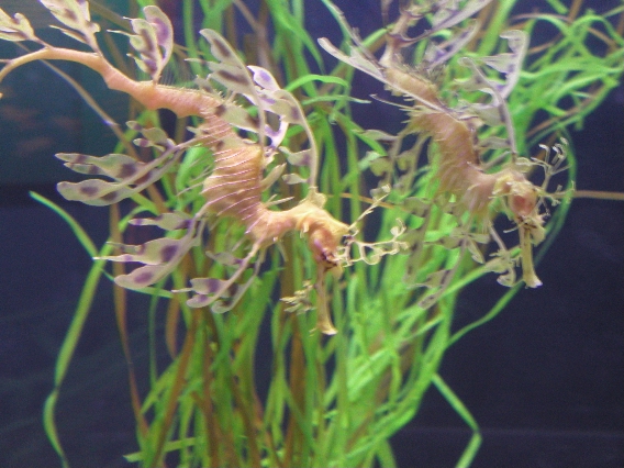seadragon.jpg