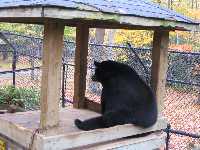 "i'm smarter than the average bear!"
