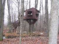 house in a tree