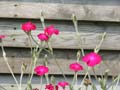 gay flowers