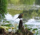 rockin' robin