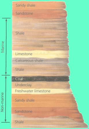 Coal strata cross section