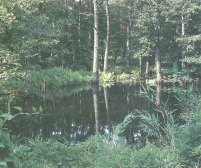 Modern swamp