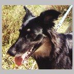 Picture of black, tan, and white mut