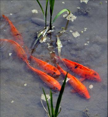 Growing Rice