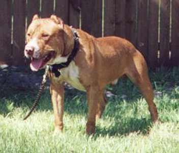 hemphill wilder pitbulls