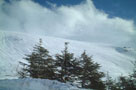 Young cedars