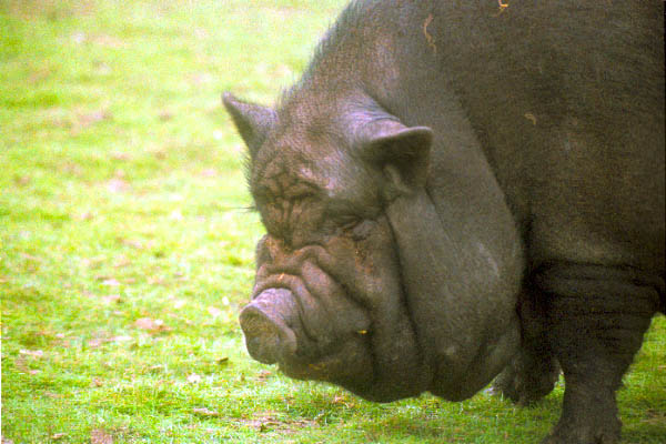 pic3.jpg - big black piggy