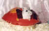 Pearl.jpg (8866 bytes)