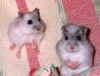 Snowy_and_Elvis.jpg (16638 bytes)