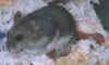Spot_and_Babies.jpg (9487 bytes)