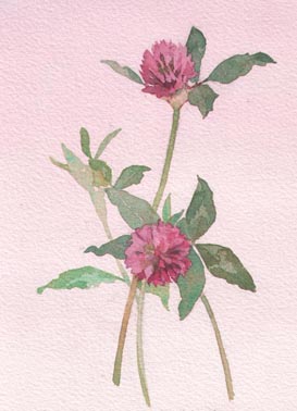clover
