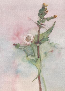 dandelion