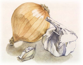onion & garlic watercolour