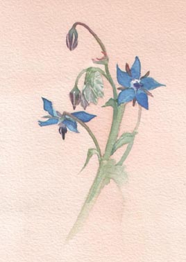 flowering weed