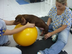 fisioterapia