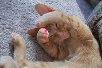 gato com unha postica - imagem 2