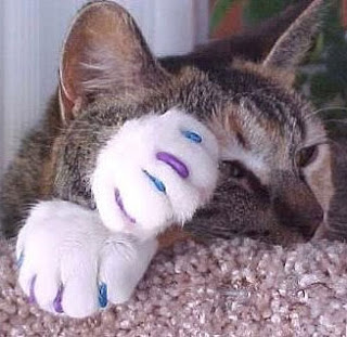 gato com unha postiça
