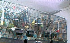 Come visit our wide selection of birds, healthy and at the best of prices!