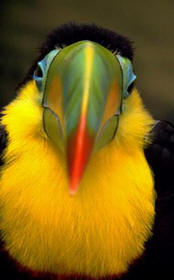 Keel Billed Toucan