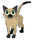 This is Princess, she's also an adult. Click her to download her.