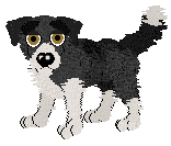 This is Ginger, she's a border collie (NOspecial breedfiles needed!) She is an adult. Click her to download her!