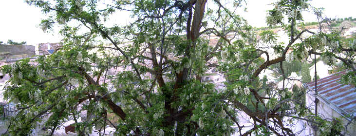 lenteboom.jpg (392652 bytes)
