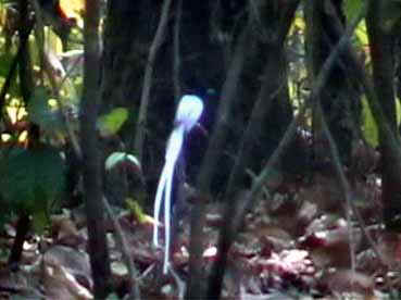 paradise flycatcher1 klein.jpg (28499 bytes)