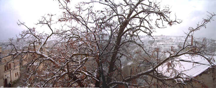 sneeuwboom.jpg (170836 bytes)