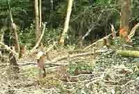 A clearing of one farmer