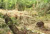 Another clearing in the neaighborhood