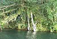 Danao at close range