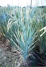 Strong, health rice stalks in SRI experiment