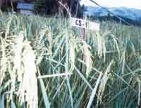High yields for SRI experiement