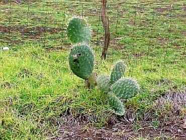 Cactus 
