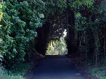 Living tunnel in jungle