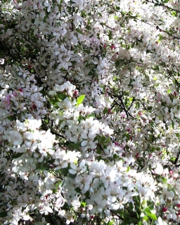 Crab Apple