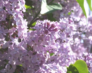 Lilac