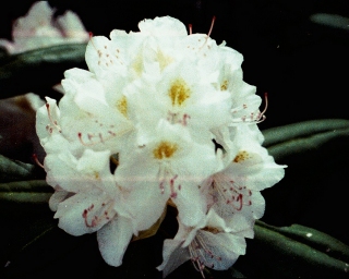 White Rhododendron