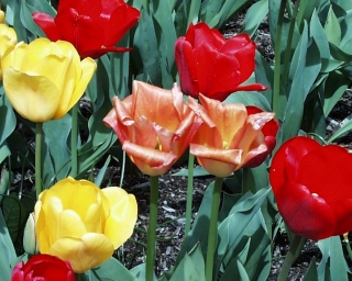 Tulips